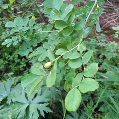 Rosa alberti