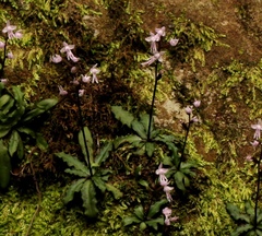 Stenoglottis fimbriata