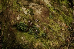 Stenoglottis fimbriata