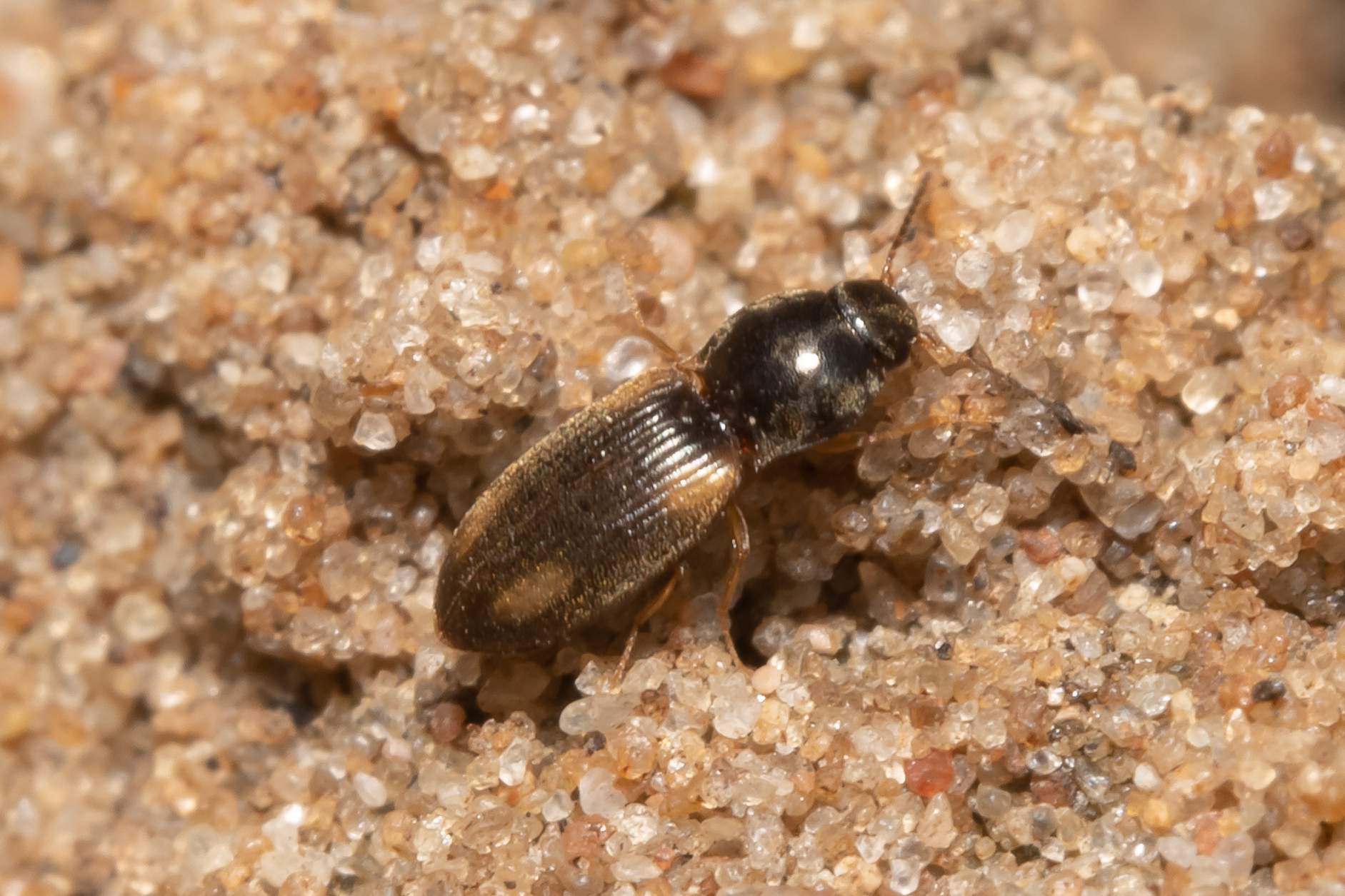 Oedostethus