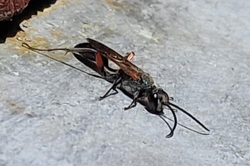 Chalybion femoratum