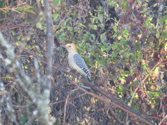 Melanerpes aurifrons