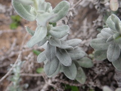 Helichrysum dasyanthum