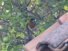 Pheucticus melanocephalus