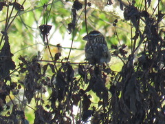 Pheucticus melanocephalus