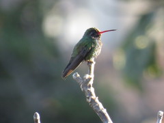 Cynanthus latirostris