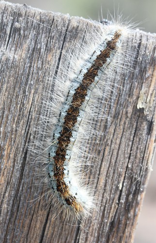 Southwestern Tent Caterpillar Moth photo 4