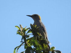 Melanerpes aurifrons