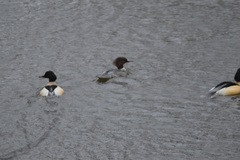 Mergus merganser