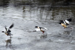Mergus merganser