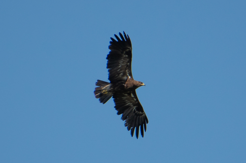 Águila pomerana (Clanga pomarina)