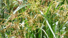 Cyperus fastigiatus