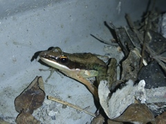 Indosylvirana nicobariensis