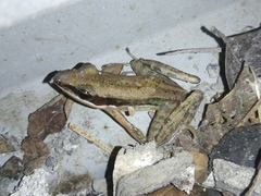 Indosylvirana nicobariensis