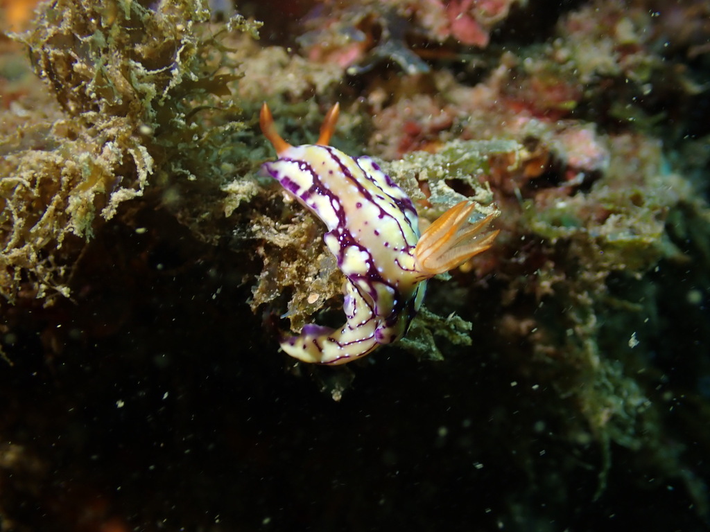 Hypselodoris cerisae