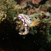 Hypselodoris cerisae - Photo (c) hsi169, some rights reserved (CC BY-NC)