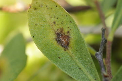 Phacellium rufibasis