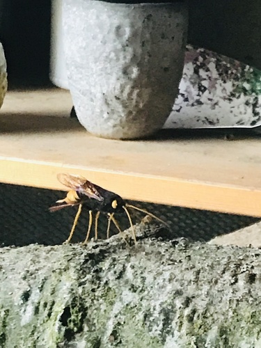Giant Woodwasp, Kleine Heitrak, Asten, Brabant, NL, photo 5 of 10