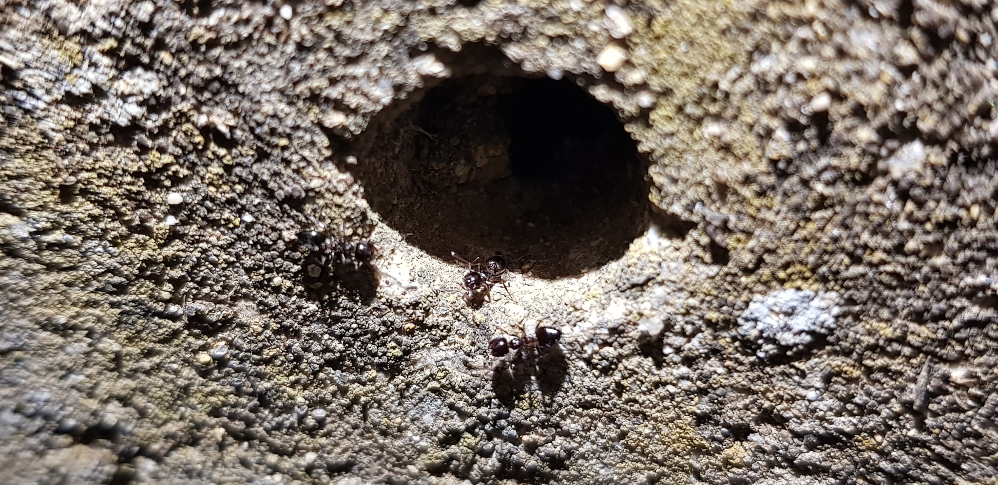 Crematogaster auberti vogti