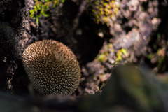 Lycoperdon echinatum image