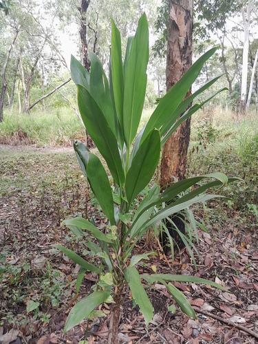 Giant palm-lily (Cordyline manners-suttoniae)