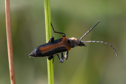 Anogcodes melanurus