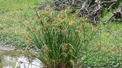 Cyperus fastigiatus