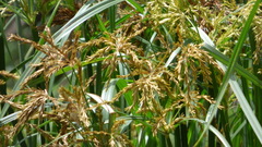 Cyperus fastigiatus