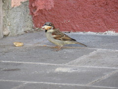 Passer domesticus