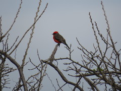 Pyrocephalus rubinus