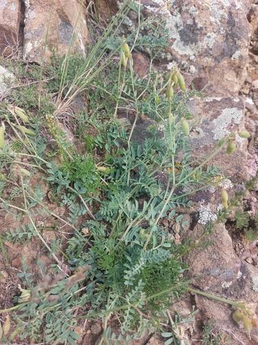 ribbed vetch