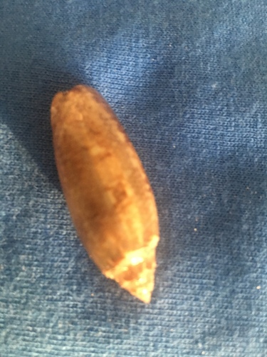 Oliva sayana