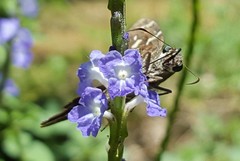 Thorybes dorantes dorantes