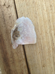 Unionoidea