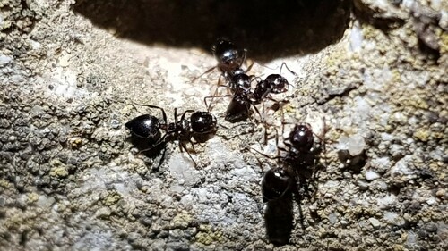 Crematogaster auberti vogtiCrematogaster auberti vogti