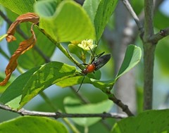 Stenosphenus dolosus
