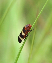 Prosapia simulans