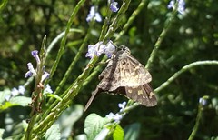 Thorybes dorantes dorantes