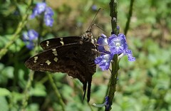 Thorybes dorantes dorantes