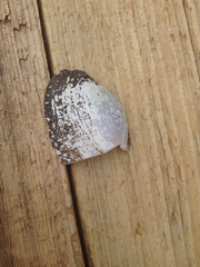 Unionoidea