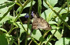 Thorybes dorantes dorantes