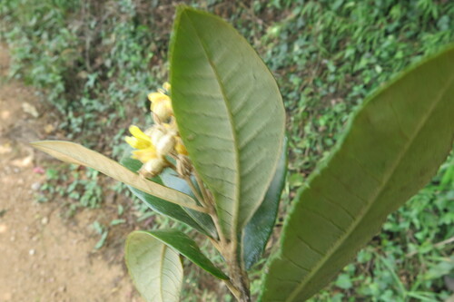 Image of Anastrabe integerrima by no rights reserved