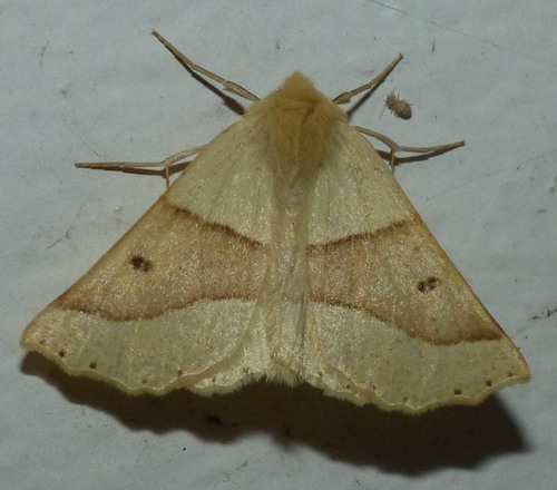 Crocallis elinguaria