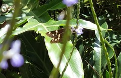 Thorybes dorantes dorantes