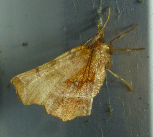 Selenia dentaria