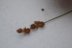 Carex adusta