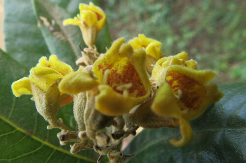 Image of Anastrabe integerrima by no rights reserved