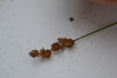 Carex adusta
