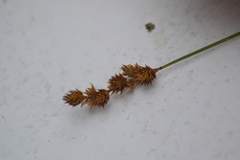 Carex adusta