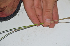 Carex adusta